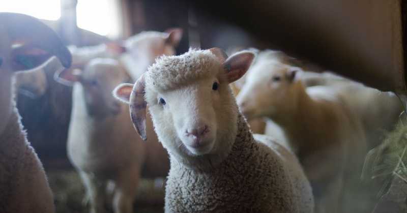 Plemená oviec na Slovensku